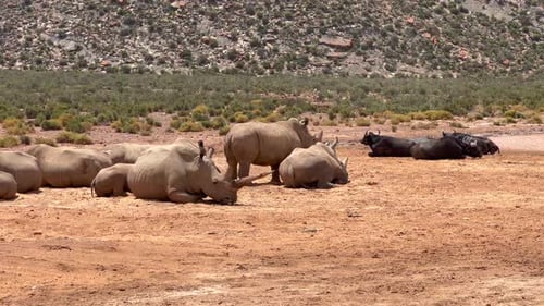 Rhino Herd Resting on the African Plains