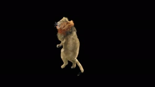3D Animated Lion Dancing on Hind Legs