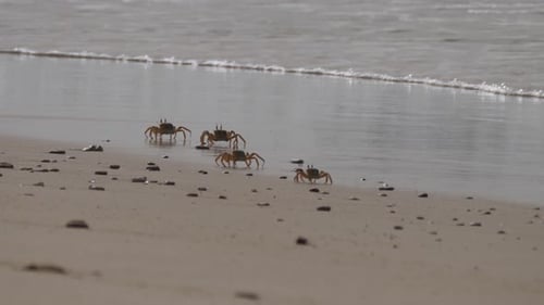 Besetzung von Geisterkrabben am Strand