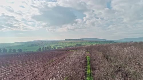 Aerial shot over Almond trees and green hills