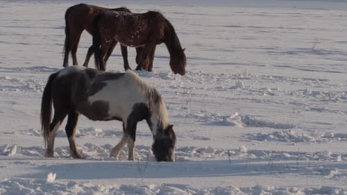Brownish Wild Horse Muzzle Eating Rusty Straw in a Snowy Field
