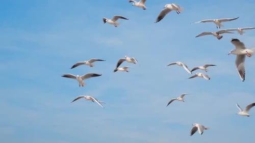 Woman Throws Bread to the Sky and Feeds Soaring Seagulls and Albatrosses Flying Over the Sea 60p
