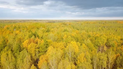 Autumn Forest Trees Nature