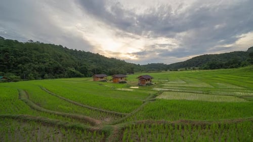 Time lapse of paddy rice terraces with water reflection, green agricultural fields in countryside