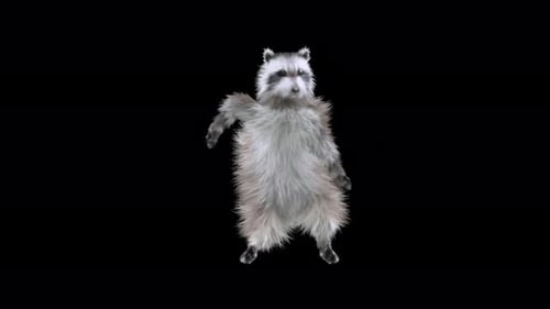 Dancing Raccoon on Black Background Animation