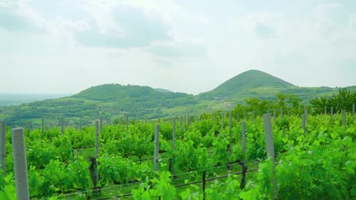 Wunderschöne grüne Landschaft mit Hügeln und Weinbergen