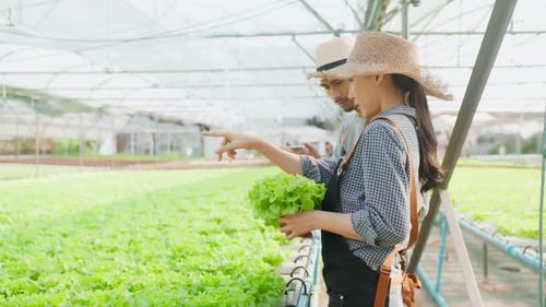 Asian young beautiful woman farmer work in vegetables hydroponic farm.