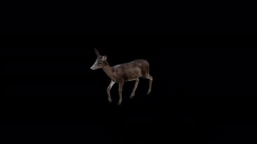 Black Deer Doe Walk Blick von oben nach vorne