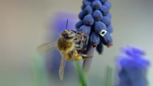 Bee Pollinating Purple Flower in Springtime Garden