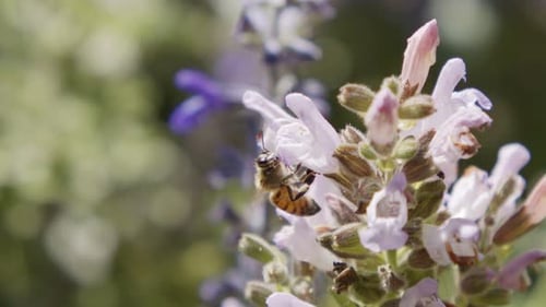 Honeybee Collecting Pollen from Purple Flowers
