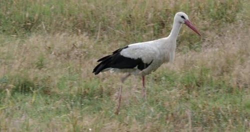 Storch sucht Nahrung im grünen Gras