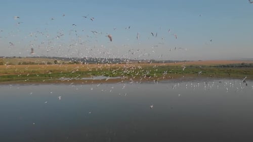 Beautiful Swamp Landscape with Flying Birds