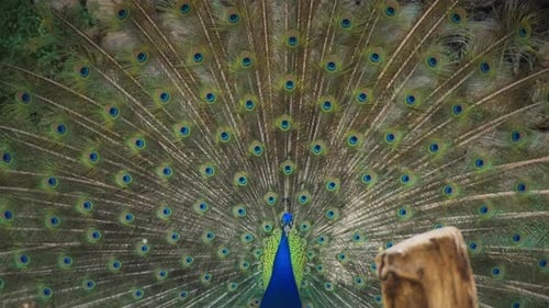 Peacock Displays its Colorful Feathers