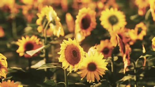 Sunflower Field at the Dramatic Sunset
