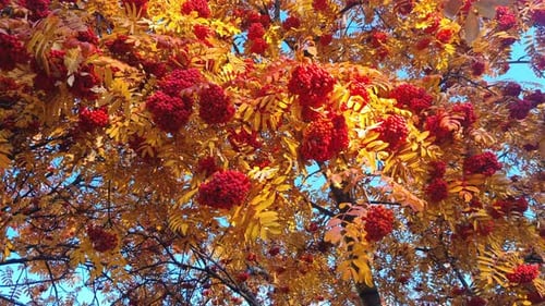 Rowan Branches