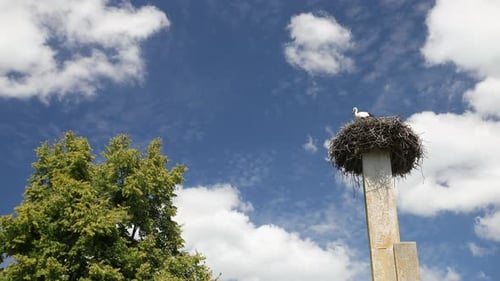 Cigognes oiseaux migrateurs progéniture au printemps