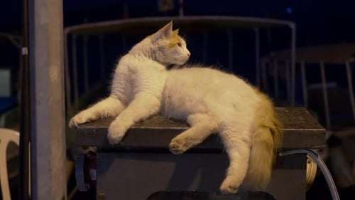 Close-up View of Cute White Fluffy Cat Lying Outdoors in Darkness