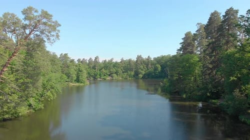 Pine Forest And Lake
