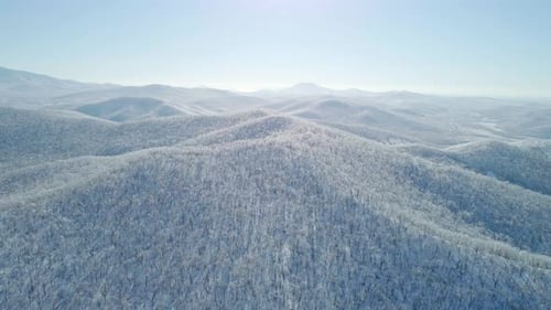 Aerial View of a Frozen Forest with Snow Covered Trees at Winter