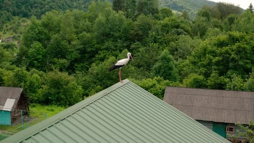 Drohnenansicht Storch im Dach V5