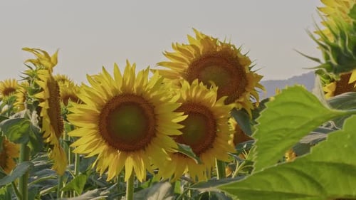 Bright Yellow Sunflowers Blooming in a Rural Field