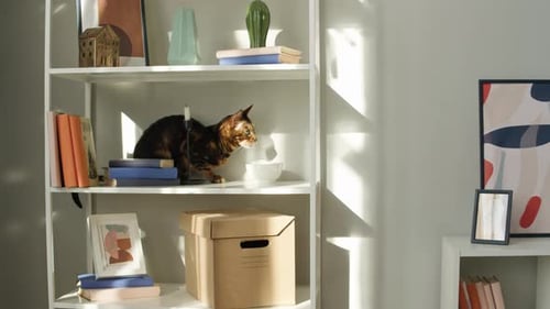 Tabby Cat Sitting on Bookshelf in Sunny Home