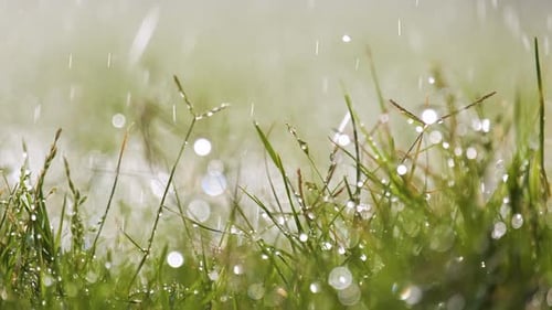 Closeup de gotículas de chuva caindo na grama verde no verão.