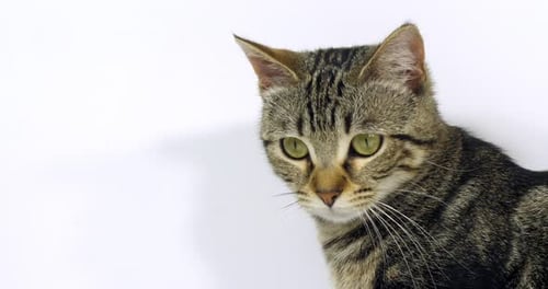 Tabby Cat Looking Downward in Close Up Shot