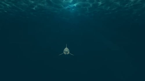 Menacing Shark Swims Toward Camera Underwater Opener