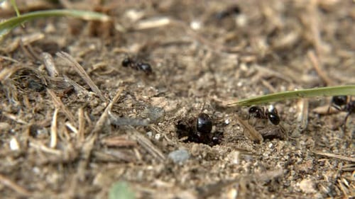 Tierische Insekten Ameisen auf dem Boden 1
