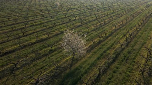 Aerial View of a Beautiful Flowering Tree in the Middle of a Dry Orchard