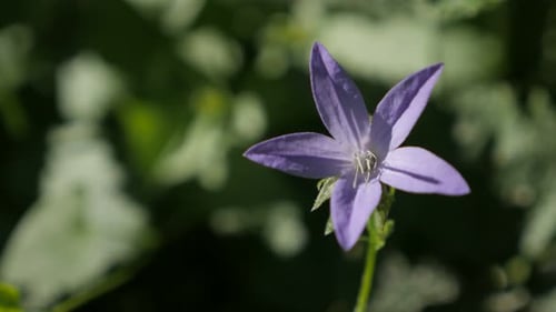 Belle cascade bleue de campanule serbe, bourgeon 4K 2160p 30fps, images UltraHD - Campanula poscharsk