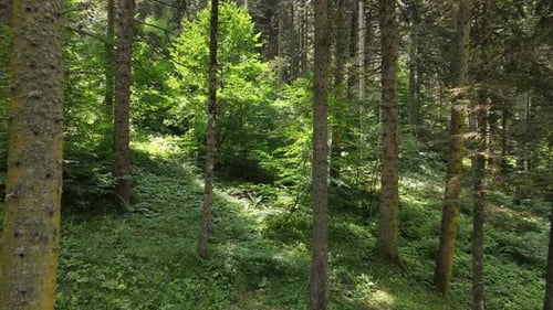 Blick auf den Wald