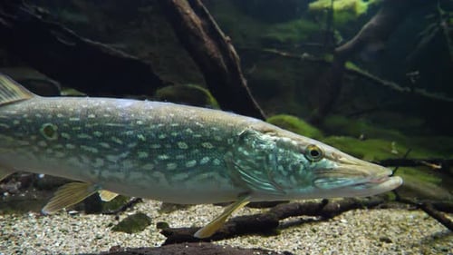 Close up shot of blue colored Pike Fish resting on ground of clear water during sunny day (Blue wall