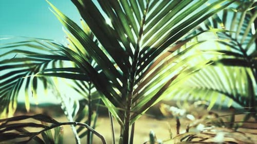 Sunlight Rays Through Tropical Palm Leaves