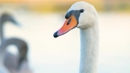 Weißer schöner Schwan, der im Sommer auf dem Seewasser schwimmt.