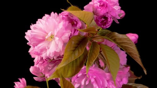 Cherry Blossom. Time Lapse of Beautiful Opening Pink Sakura Flowers Bunch.