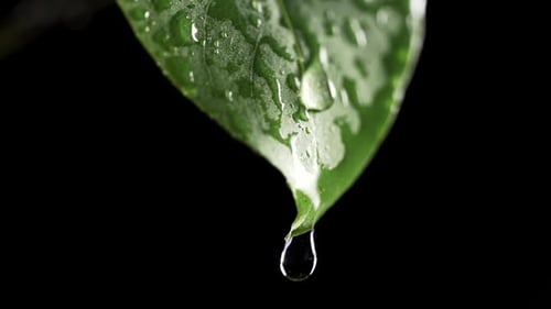 Zeitlupe eines Wassertröpfchens, das von einem frischen grünen Blatt fällt