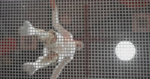 Bottom View Through the Net Gymnast Comes To the Trampoline in White Clothes