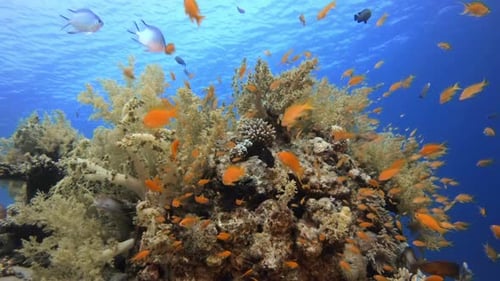 Colorful Coral Reef with Vibrant Orange Fish
