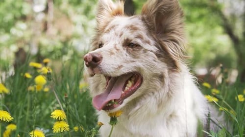 Dog Posing in Field of Yellow Flowers