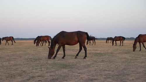 Wild Horses