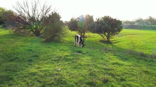 Black And White Cow Grazing In The Meadow