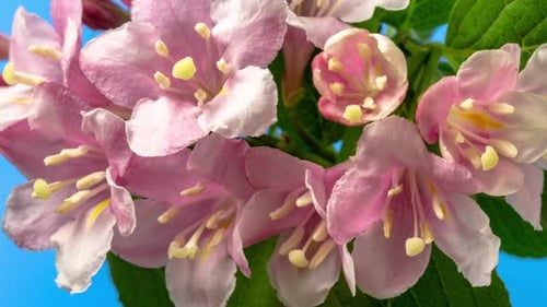 Weigela Florida Blossom Timelapse