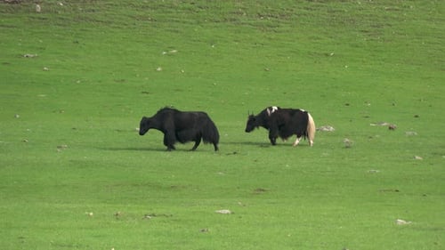 Yaks Grazing Peacefully in Green Meadow