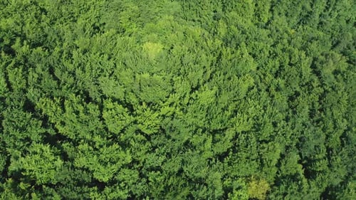 Aerial View of Treetops in a Deciduous Forest on a Sunny Summer Day