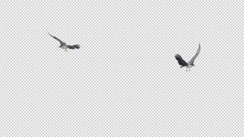Deux aigles harpies - Boucle ronde volante