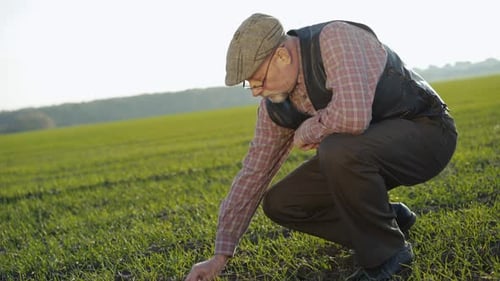 Senior Farmer Checks Spring Wheat Growth on Field
