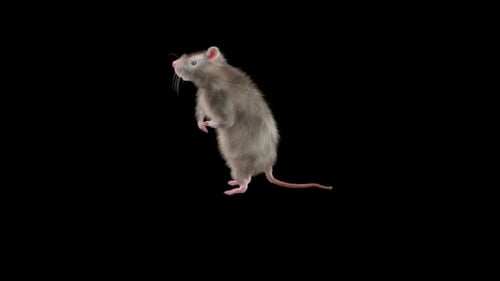 Realistic Grey Rat Standing on Hind Legs and Looking Around