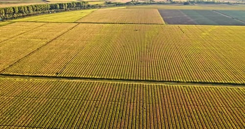Drone shot of agricultural corn fields in summer